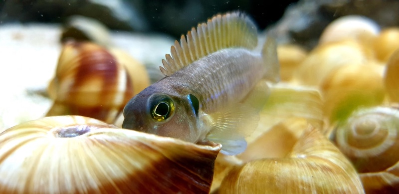 Lamprologus ocellatus 'Isanga Bay'